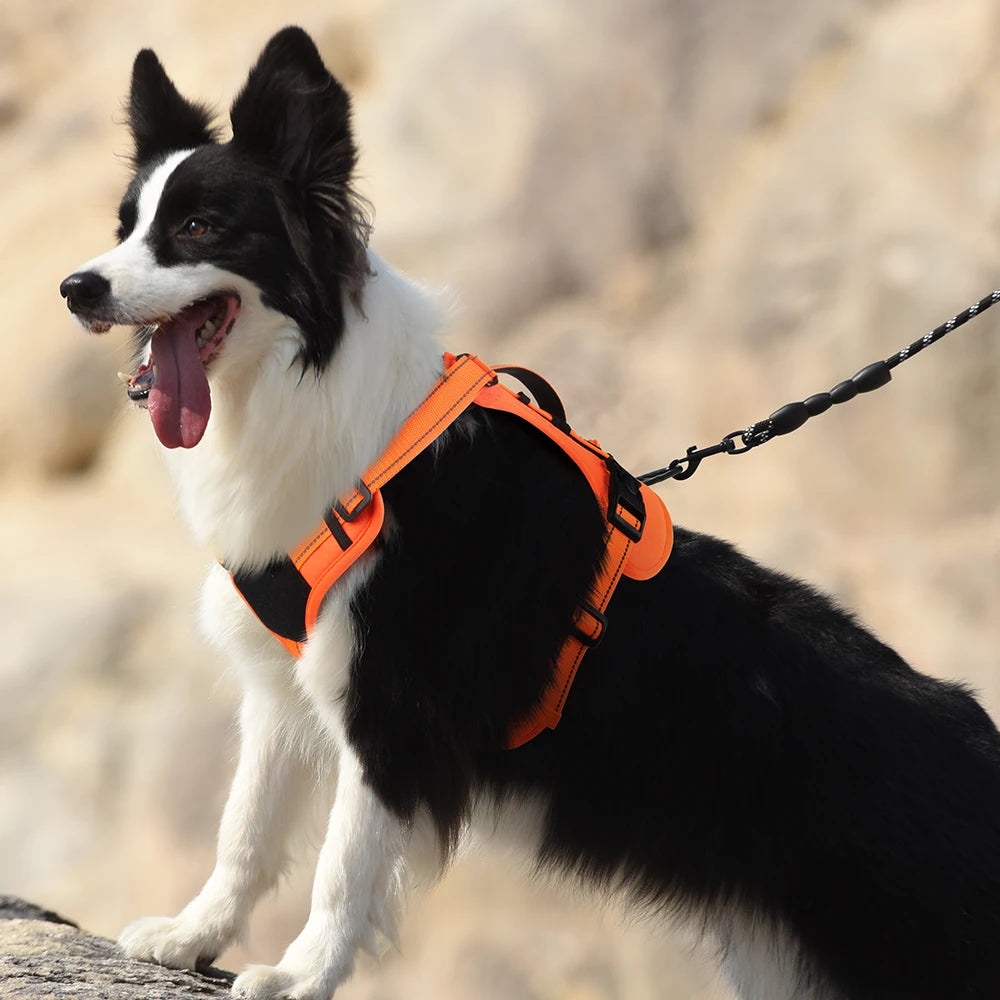 Basic Halter Dog Harness 🐶✨